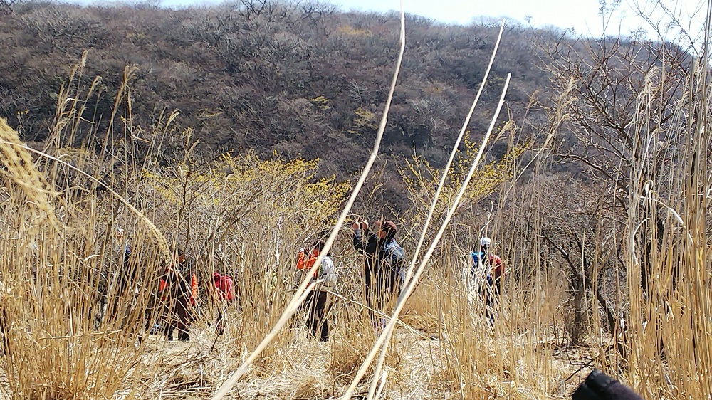 早春を告げる花“マンサク”「佐渡窪1,200ｍ」にて_c0366392_1641075.jpg