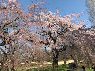 お花見散策クラブで新宿御苑へ_f0231309_09192399.jpg