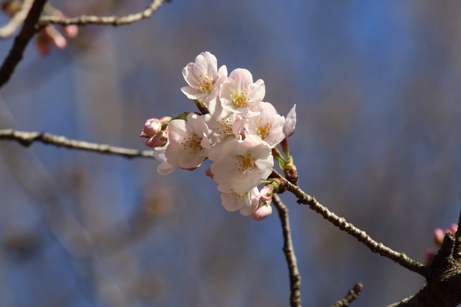 去年の桜は早過ぎた - 2018年新緑・秩父 -_b0190710_23024179.jpg