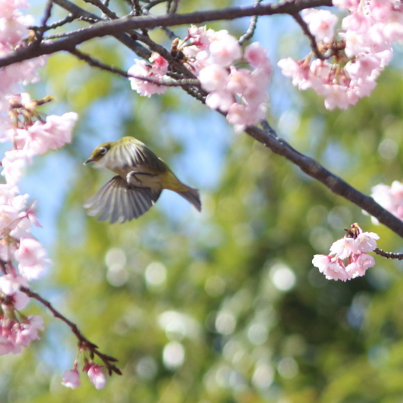 熱海寒桜にメジロ　　　ＹＳＩ_d0346713_21314472.jpg