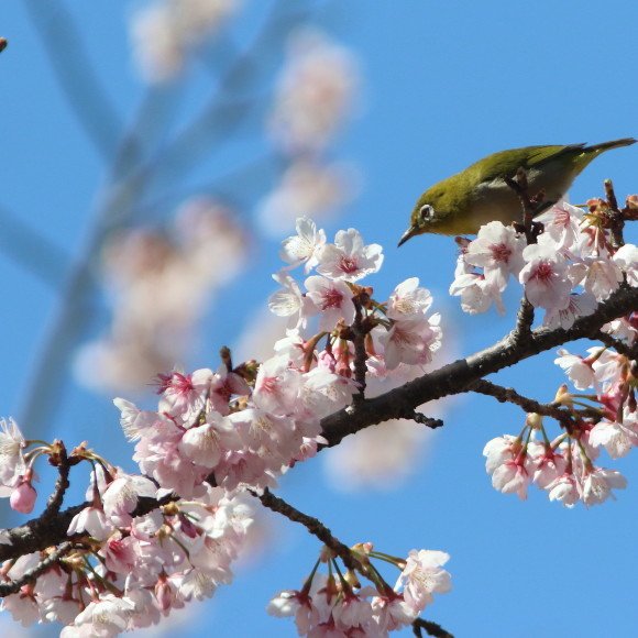 熱海寒桜にメジロ　　　ＹＳＩ_d0346713_21315605.jpg