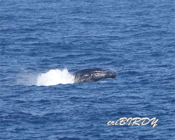 三宅島 ザトウクジラ ブリーチングとフリッパーフロップ_e0276114_06233403.jpg