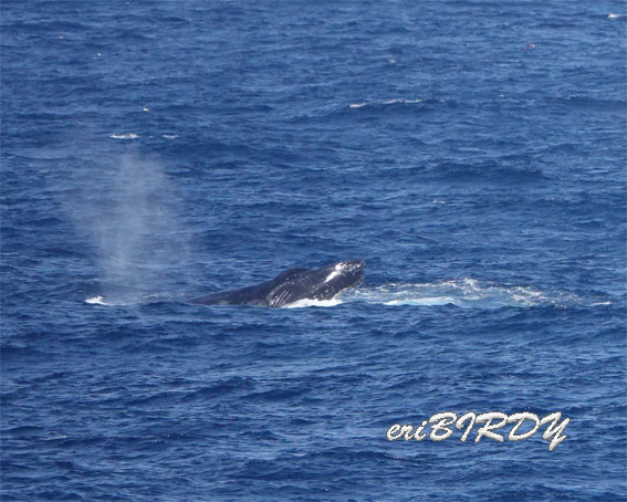 三宅島 ザトウクジラ ブリーチングとフリッパーフロップ_e0276114_06233406.jpg