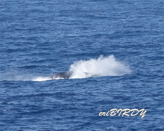 三宅島 ザトウクジラ ブリーチングとフリッパーフロップ_e0276114_06233438.jpg