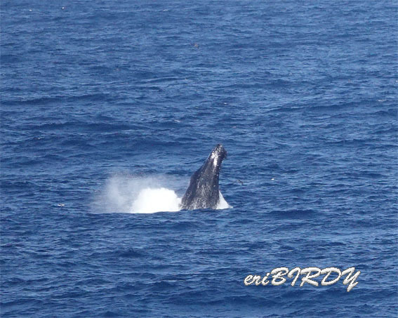 三宅島 ザトウクジラ ブリーチングとフリッパーフロップ_e0276114_06233458.jpg