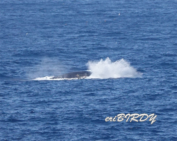 三宅島 ザトウクジラ ブリーチングとフリッパーフロップ_e0276114_06241661.jpg