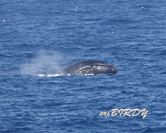 三宅島 ザトウクジラ ブリーチングとフリッパーフロップ_e0276114_06241670.jpg