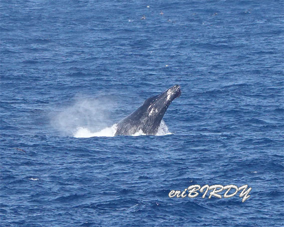 三宅島 ザトウクジラ ブリーチングとフリッパーフロップ_e0276114_06241714.jpg