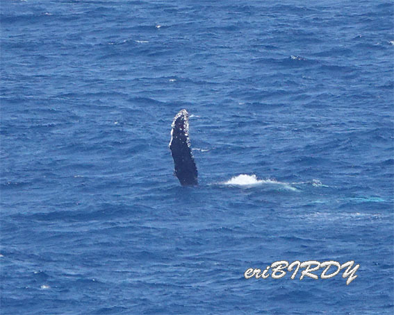三宅島 ザトウクジラ ブリーチングとフリッパーフロップ_e0276114_06252941.jpg