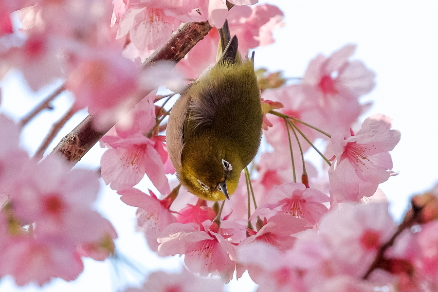 陽光桜のサクジロー_d0377637_10221899.jpg