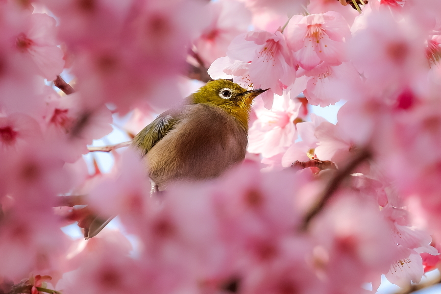 陽光桜のサクジロー_d0377637_10222214.jpg