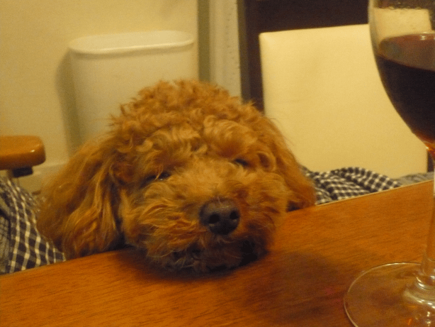 忙しい毎日_c0365341_19501907.gif
