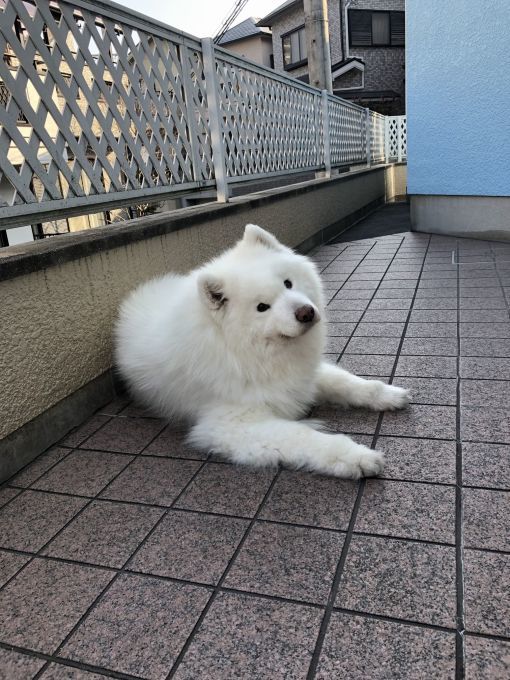 2019年3月前半 インスタ写真集_f0128542_01562375.jpg