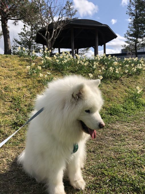 2019年3月前半 インスタ写真集_f0128542_02151471.jpg