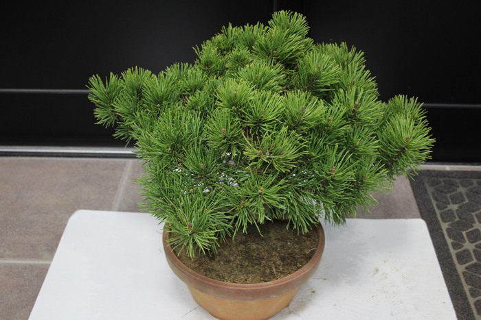 モンタナマツ モンタナ這松 Pinus mugo 販売 画像 写真 価格