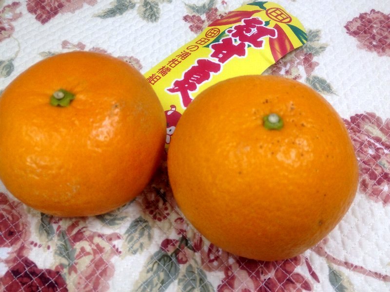 紅甘夏 心の休息の日 ガジャのねーさんの 空をみあげて Hazle Cucu 紅甘夏 心の休息の日 ガジャのねーさんの 空をみあげて Hazle Cucu
