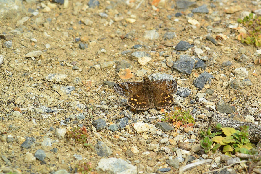 d0387460_21105575.jpg