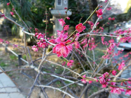 京都・北野天満宮へ行く。_f0232060_1125183.jpg