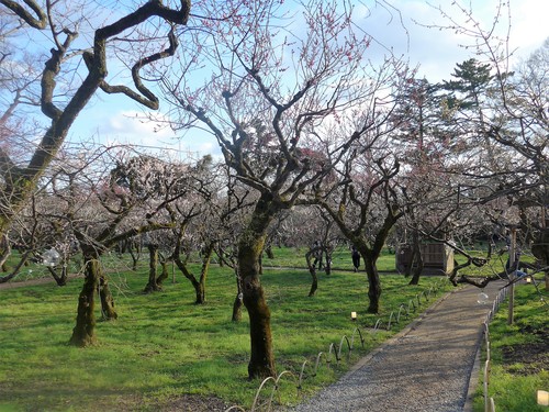 京都・北野天満宮へ行く。_f0232060_11331853.jpg