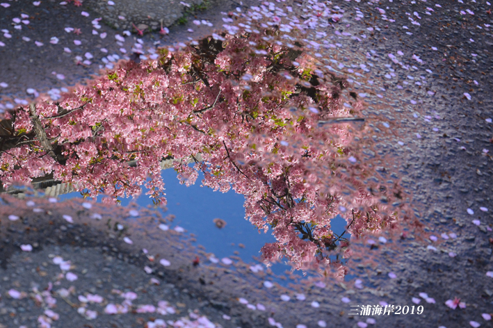 ハート型の水たまりに‥『三浦海岸桜まつり2019』⑩_d0251161_16402423.jpg