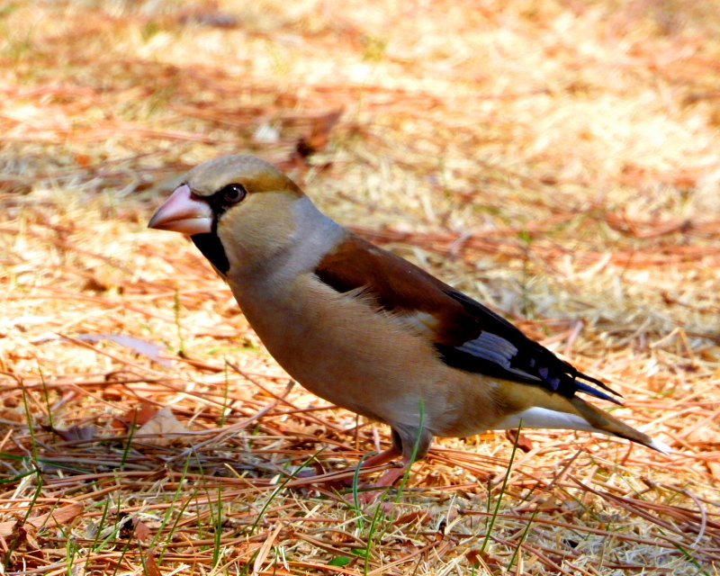 c0305565_17490983.jpg