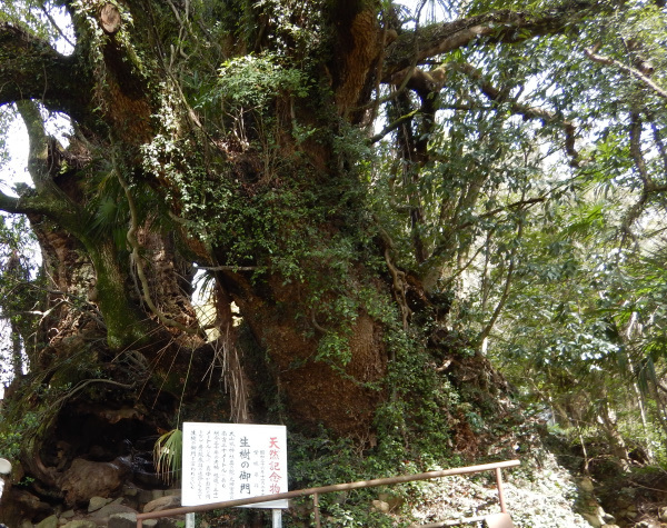 鷲ケ頭山～安神山へ_b0366871_14251619.jpg