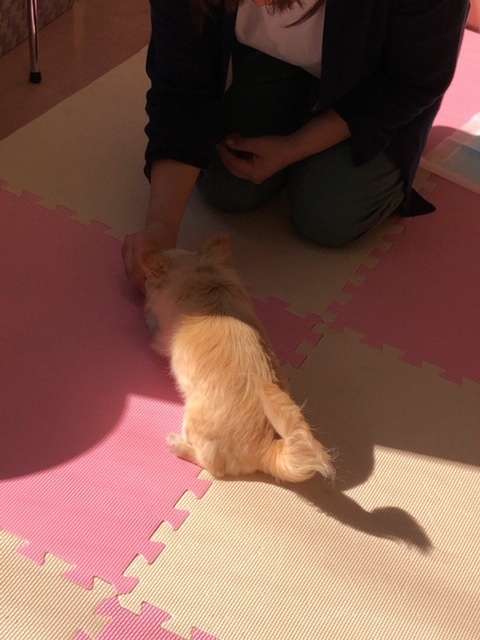 パピー教室(2018・3・21)_e0367571_21495301.jpg