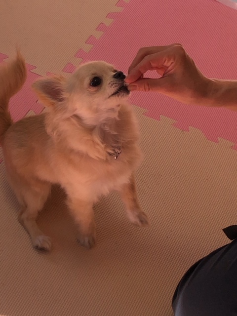 パピー教室(2018・3・21)_e0367571_21502819.jpg