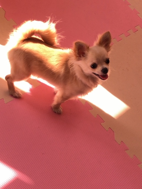 パピー教室(2018・3・21)_e0367571_21504327.jpg
