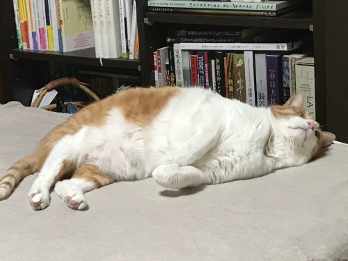 f0054677_07345506.jpeg