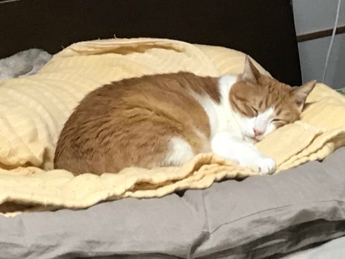 f0054677_07345991.jpeg