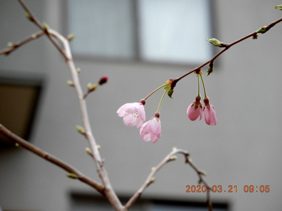 No.1531　マンションの桜あれこれ_f0104277_10585813.jpg