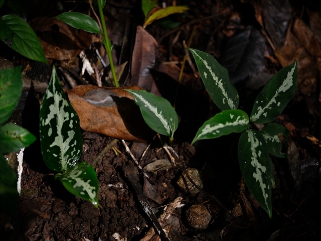 a0067578_11014534.jpg