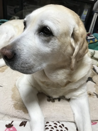 f0315081_16381696.jpeg