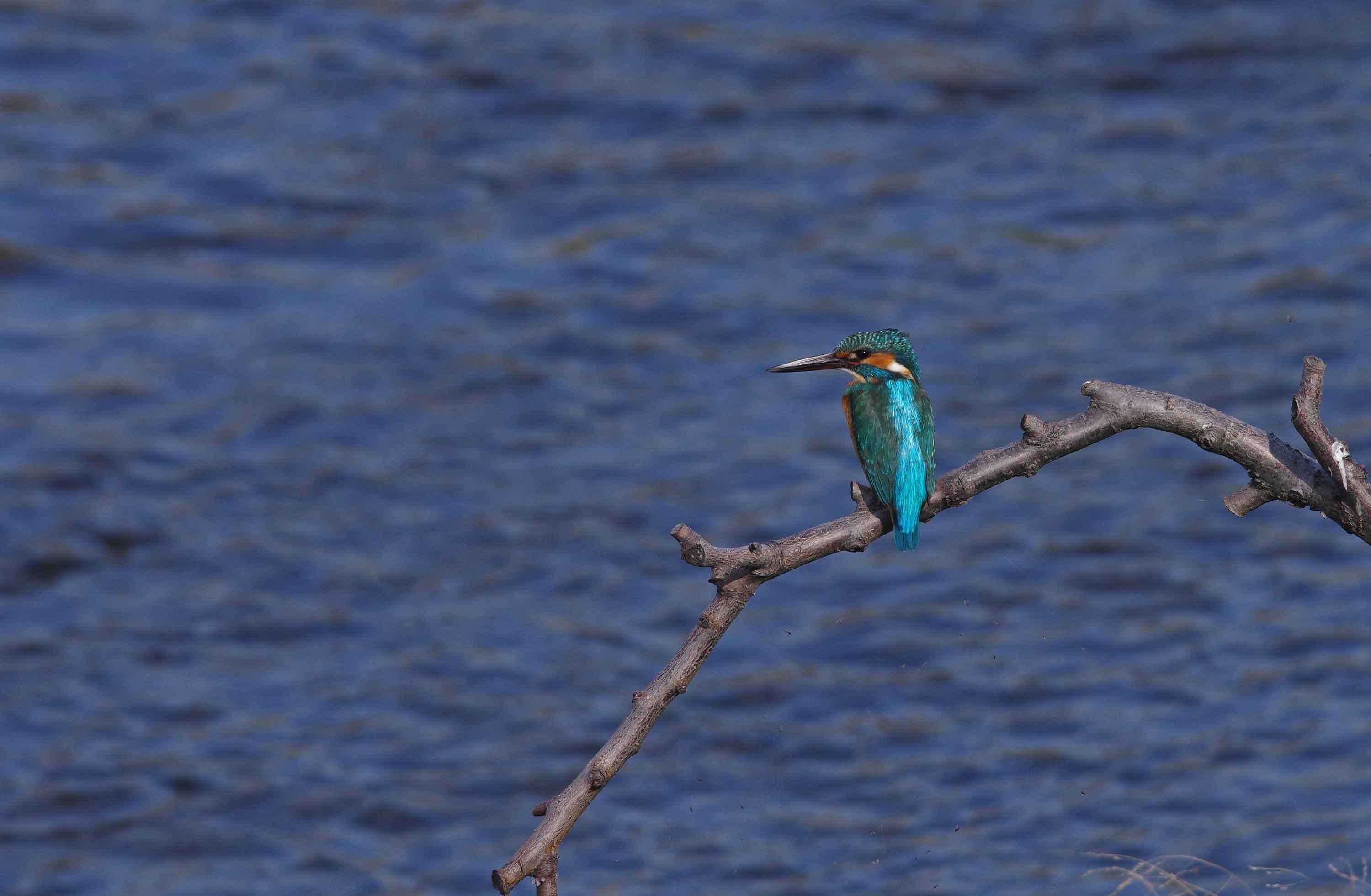 2019年　　３月　　野鳥_c0176183_10343387.jpg