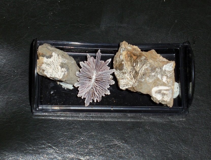 約800万年前のモーライの半深海の生物 その① : my earth my world