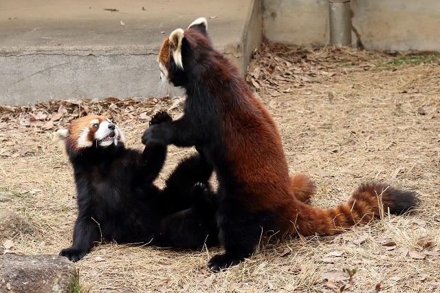 レッサーパンダの母と娘のバトル 市川市動物園 旅プラスの日記