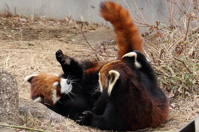 レッサーパンダの母と娘のバトル 市川市動物園 旅プラスの日記 レッサーパンダの母と娘のバトル 市川市動物園 旅プラスの日記
