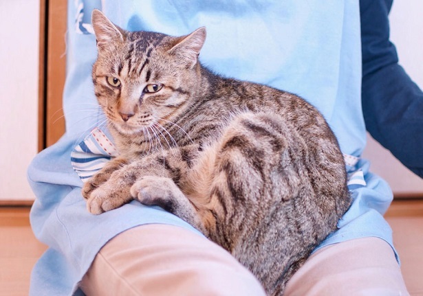 【里親さま募集】置いて行かれた猫8匹-その後-_f0242002_13434789.jpg