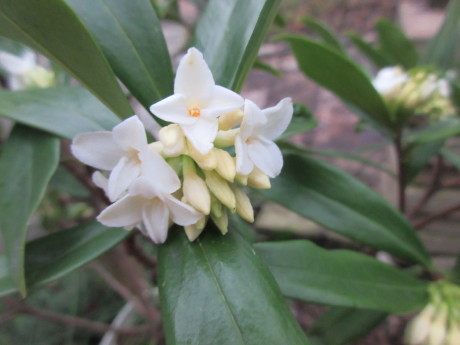 白い沈丁花・くー這う_a0203003_19253442.jpg