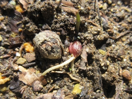 白い沈丁花・くー這う_a0203003_19260761.jpg