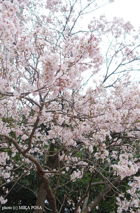桜の季節_b0164803_22174168.jpg