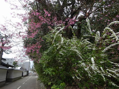 2019　桜_b0069604_22323089.jpg