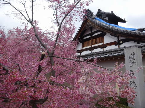 2019　桜_b0069604_22324076.jpg