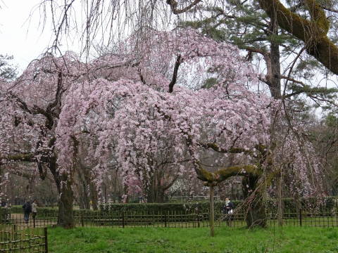 2019　桜_b0069604_22325359.jpg