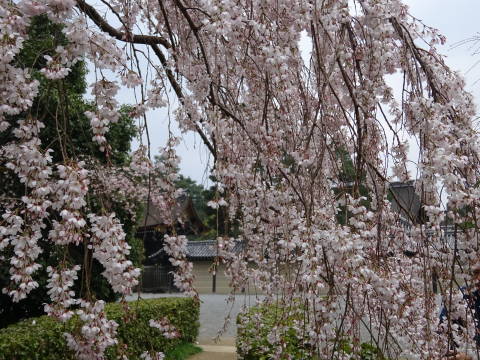 2019　桜_b0069604_22325722.jpg