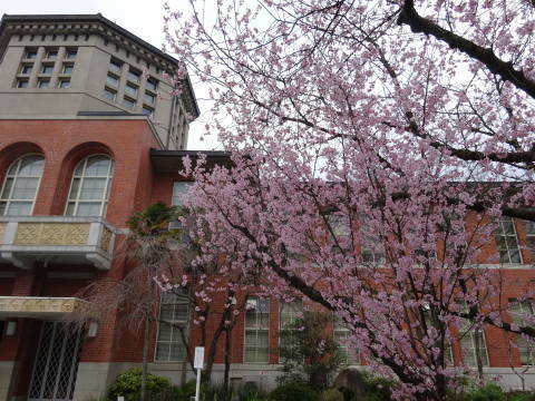 2019　桜_b0069604_22330170.jpg