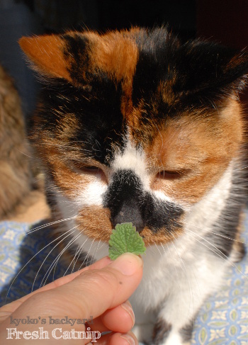 新鮮なキャットニップをめぐって。その1_b0253205_02145673.jpg