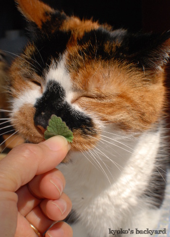 新鮮なキャットニップをめぐって。その1_b0253205_02151719.jpg