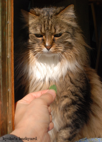 新鮮なキャットニップをめぐって。その1_b0253205_02155340.jpg